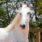 Laius Interagro/Interagro Lusitanos