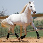 Laius Interagro/Interagro Lusitanos