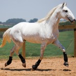 Laius Interagro/Interagro Lusitanos