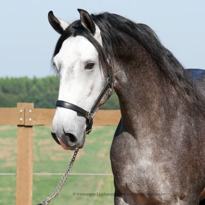 Lares Interagro/Interagro Lusitanos