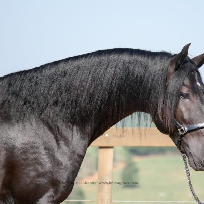 Lauro Interagro/Interagro Lusitanos