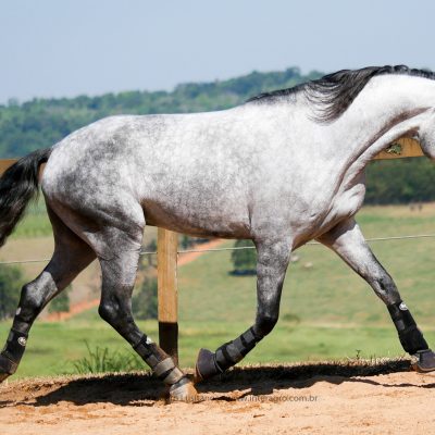 Linus Interagro/Interagro Lusitanos