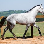 Linus Interagro/Interagro Lusitanos