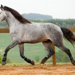 Linus Interagro/Interagro Lusitanos