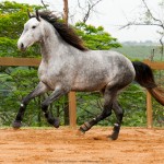 Linus Interagro/Interagro Lusitanos