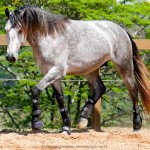 Locrus Interagro/Interagro Lusitanos