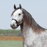 Locrus Interagro/Interagro Lusitanos