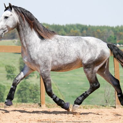 Locrus Interagro/Interagro Lusitanos
