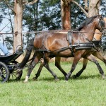 Iliria Interagro/Interagro Lusitanos