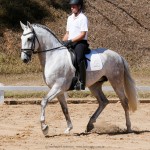 Hanibal Interagro, grey Lusitano stallion. Photo: Interagro Lusitanos