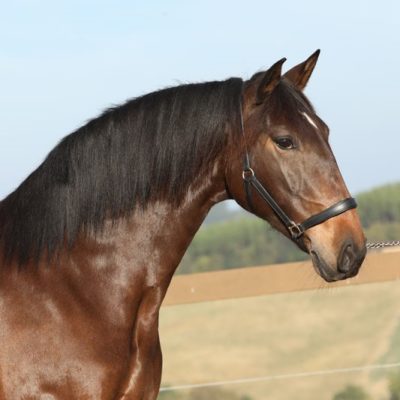 Ilíria Interagro, bay Lusitano mare, ridden and driven. Photo: TUPA