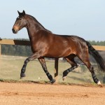 Ilíria Interagro, bay Lusitano mare, ridden and driven. Photo: TUPA