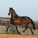 Ilíria Interagro, bay Lusitano mare, ridden and driven. Photo: TUPA