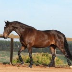 Ilíria Interagro, bay Lusitano mare, ridden and driven. Photo: TUPA