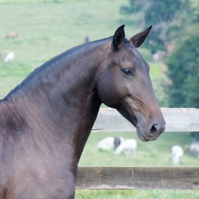 Imagem Interagro/Martina Brandes