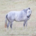 i-Tunes Interagro/Interagro Lusitanos