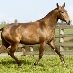 Ida Interagro/Interagro Lusitanos