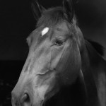 Ilíria Interagro/Interagro Lusitanos