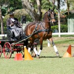 Ilíria Interagro, bay Lusitano mare, ridden and awarded at Driving. Photo: Interagro Lusitanos