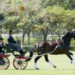 Ilíria Interagro, bay Lusitano mare, ridden and awarded at Driving. Photo: Interagro Lusitanos