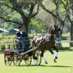 Ilíria Interagro, bay Lusitano mare, ridden and awarded at Driving. Photo: Interagro Lusitanos