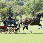 Ilíria Interagro, bay Lusitano mare, ridden and awarded at Driving. Photo: Interagro Lusitanos