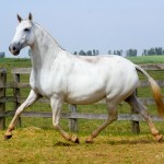 Imortal Interagro/Martina Brandes