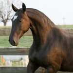 Incúria Interagro/Interagro Lusitanos