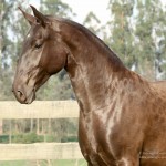 Inércia Interagro/Interagro Lusitanos