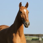 Inflamada Interagro/Interagro Lusitanos