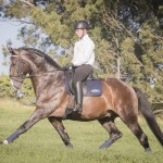 Luca Interagro, 17 hh bay Lusitano stallion. Photo: Fagner Almeida