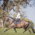 Luca Interagro, 17 hh bay Lusitano stallion. Photo: Fagner Almeida