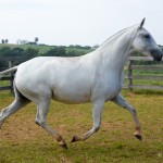 Íris Interagro/Martina Brandes