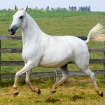 Íris Interagro/Martina Brandes