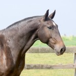 Isadora Interagro/Martina Brandes