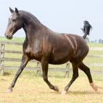 Isadora Interagro/Martina Brandes