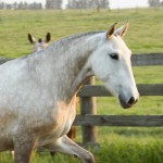 Ivy Interagro/Interagro Lusitanos