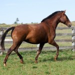 Labareda Interagro/Interagro Lusitanos