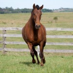 Labareda Interagro/Interagro Lusitanos