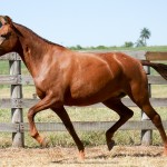 Jangada Interagro/Interagro Lusitanos