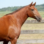 Jangada Interagro/Interagro Lusitanos