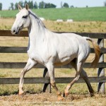 Lajeira Interagro/Interagro Lusitanos