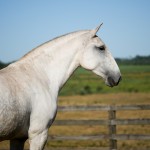 Lajeira Interagro/Interagro Lusitanos