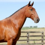 Lanterna Interagro/Interagro Lusitanos