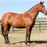 Lanterna Interagro/Interagro Lusitanos