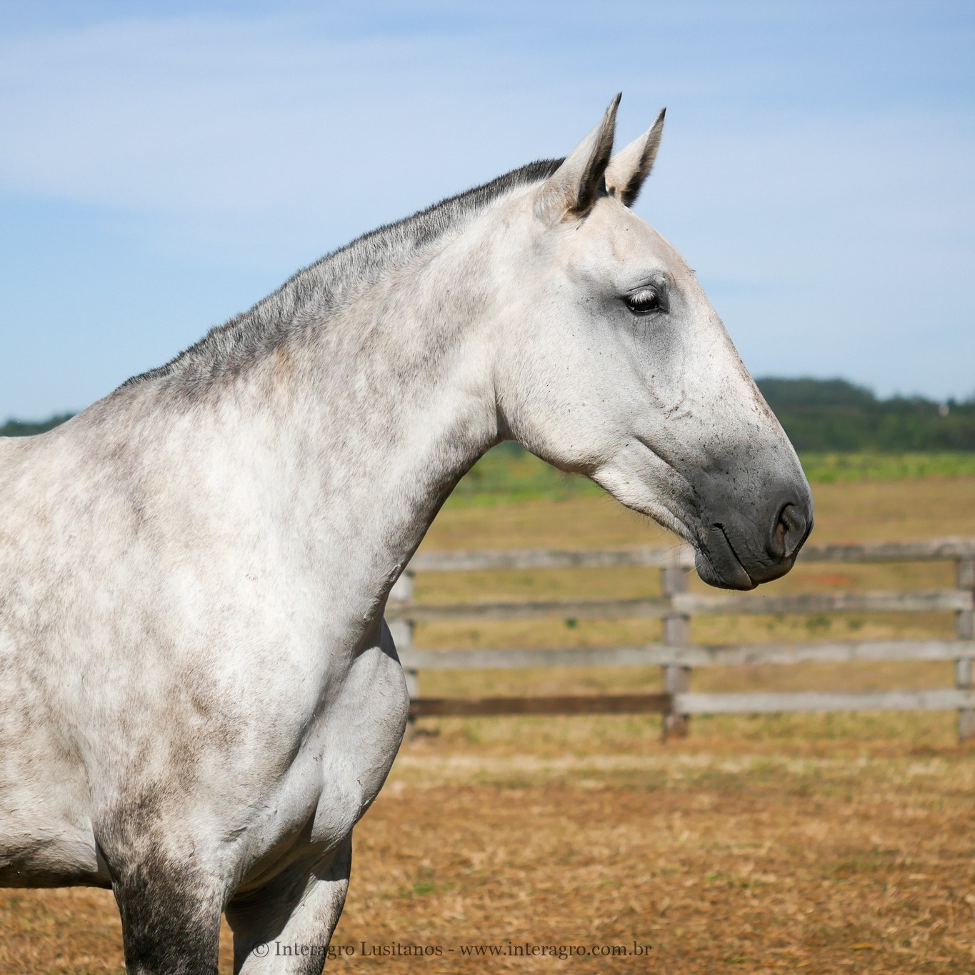 Lara Interagro/Interagro Lusitanos