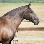 Lasciva Interagro/Interagro Lusitanos