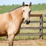 Latina Interagro/Interagro Lusitanos