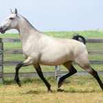 Leiga Interagro/Martina Brandes