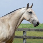 Leiga Interagro/Martina Brandes